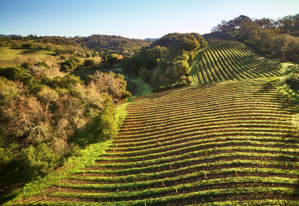Vineyard